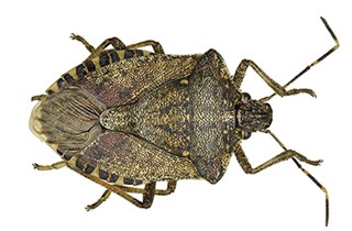 Brown marmorated stink bug