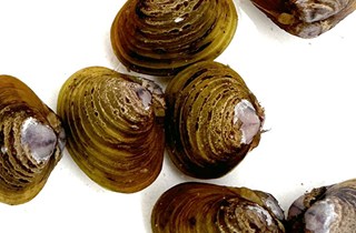 Freshwater gold clam